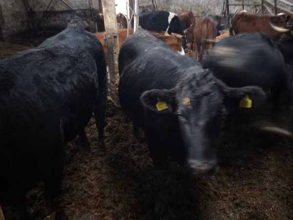 Vaca, Ganado vacuno