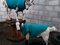 公山羊, Saanen goat — 照片 3