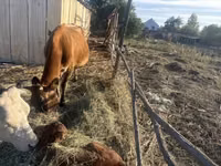 Cow, Jersey breed — photo 1