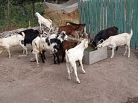 تيس, Pomellata goat — الصورة 4