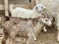 عنزة, Saanen goat — الصورة 4