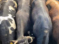 Bull, Cattle — photo 1