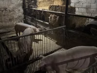 Vier, Porci — foto 2