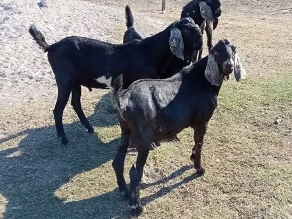 Țap, Nubian Goat