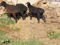 公羊, Sheep — 照片 4
