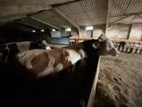 Bou, Simmental cattle — foto 4