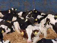 Bovine (lot, sex nespecificat), Simmental cattle — foto 3
