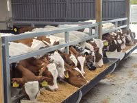 Bulle, Simmental cattle — Foto 1