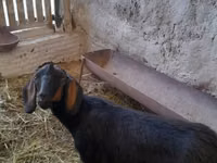 Cabra, Nubian Goat — foto 2