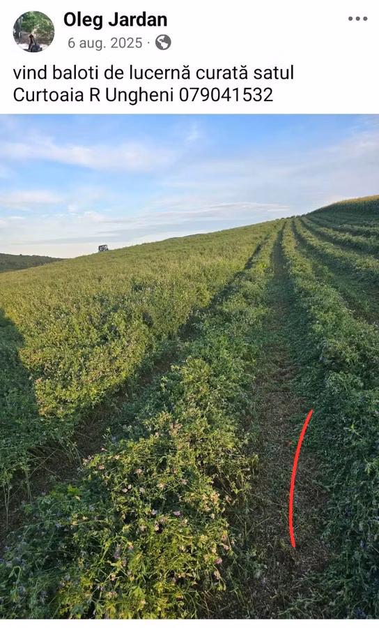 vind lucernă verde 4 hectare