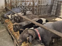 Brebis, Moutons — photo 1