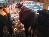 公牛, Simmental cattle — 照片 6
