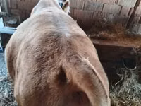母牛, Simmental cattle — 照片 7