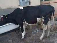 Vaca, Raza Holstein — foto 1