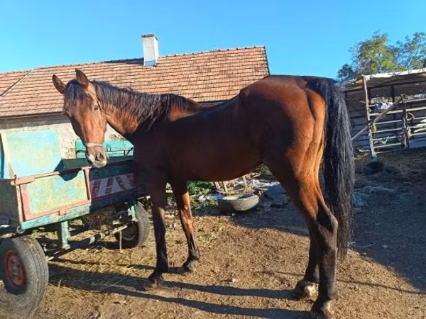 Hengst, Pferde