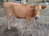 母牛, Cattle — 照片 1
