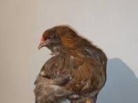 Chickens — photo 2