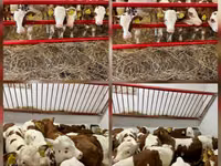 Bulle, Simmental cattle — Foto 3