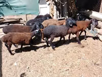 Widder, Arabi sheep — Foto 3