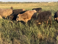 Bulle, Swiss cattle — Foto 1
