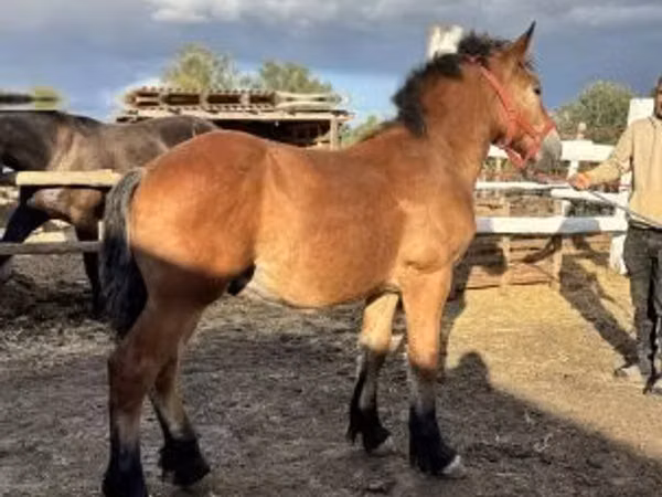 公马, Horses