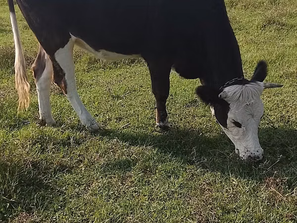 بقرة, Simmental cattle