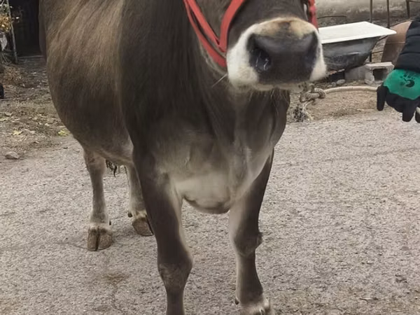 بقرة, Swiss cattle