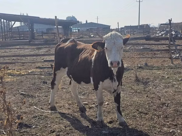 Vaca, Montbéliarde