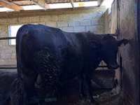 Toro, Vaca roja sin cuernos — foto 5