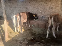 Sigir, Russian Black pied cattle — 6-rasm