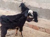 Chèvres (lot, sexe non indiqué), Angora goats — photo 2