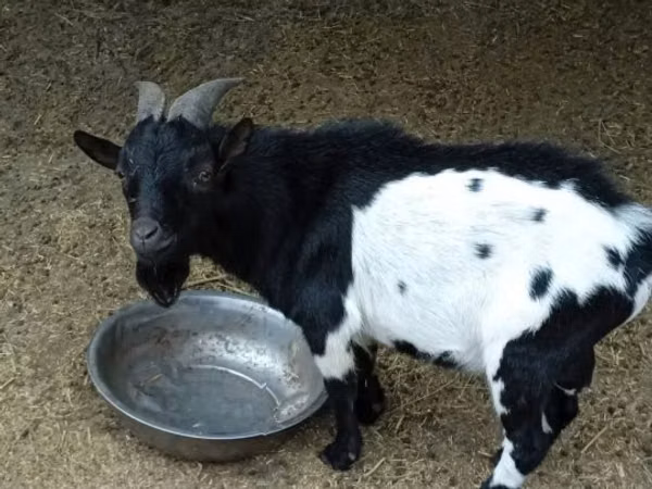 Taka, Nigerian dwarf goats