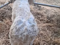 ثور, Charolais cattle — الصورة 8