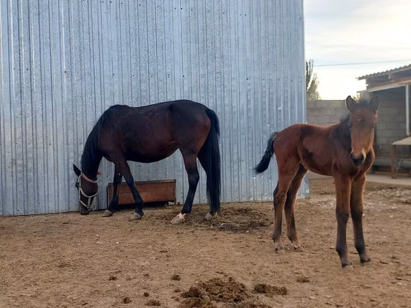 Stute, Arabian horse