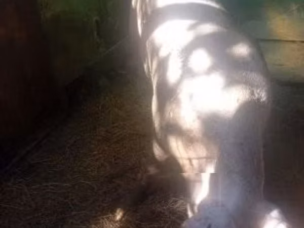 Scroafă, Porci