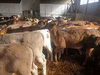 公牛, Simmental cattle — 照片 3