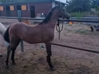 Cheval, Shagya — photo 1
