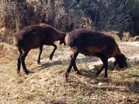 Ram, Sheep — photo 1