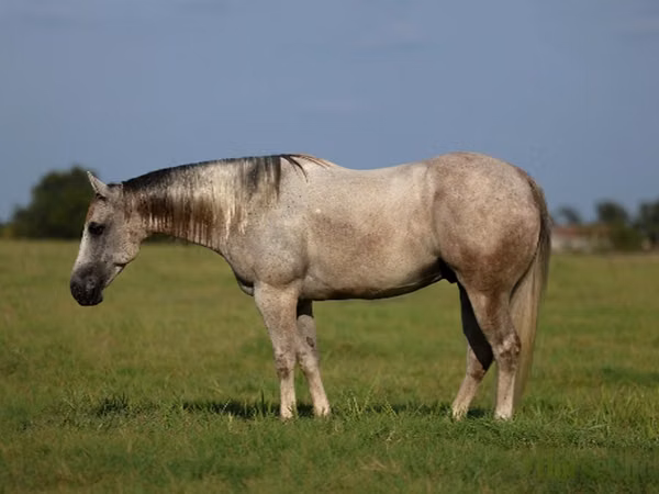 Horse (M), Quarter Horse
