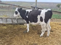 Vaca, Russian Black pied cattle — foto 3