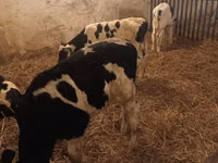 Bulle, Russian Black pied cattle — Foto 1