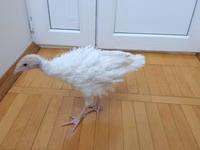 Turkeys — foto 2