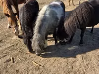 Cheval, Chevaux — photo 5