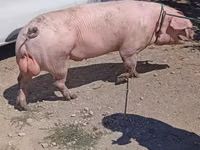 خنزير ذكر — الصورة 1