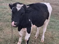 Bulle, Russian Black pied cattle — Foto 3