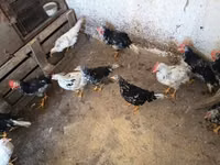 Chickens — 6-rasm