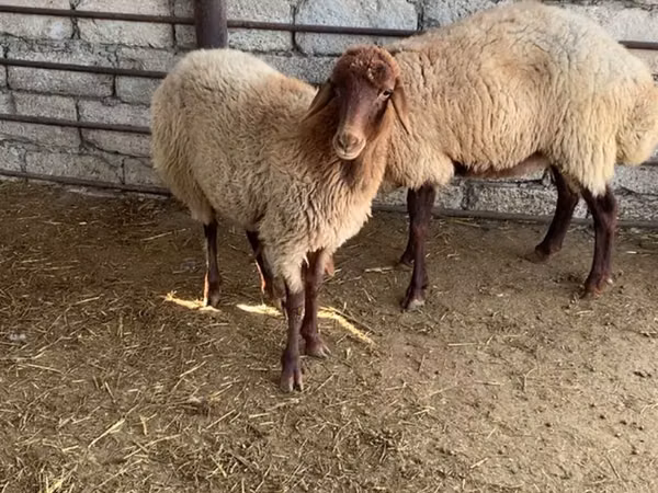 Schaf, Schafe