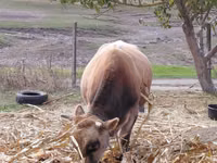 Bulle, Simmental cattle — Foto 5