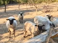 Qoç, Shroshire sheep — foto 2