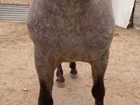 Aygʻir, Appaloosa — 3-rasm